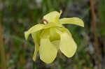 Yellow trumpets